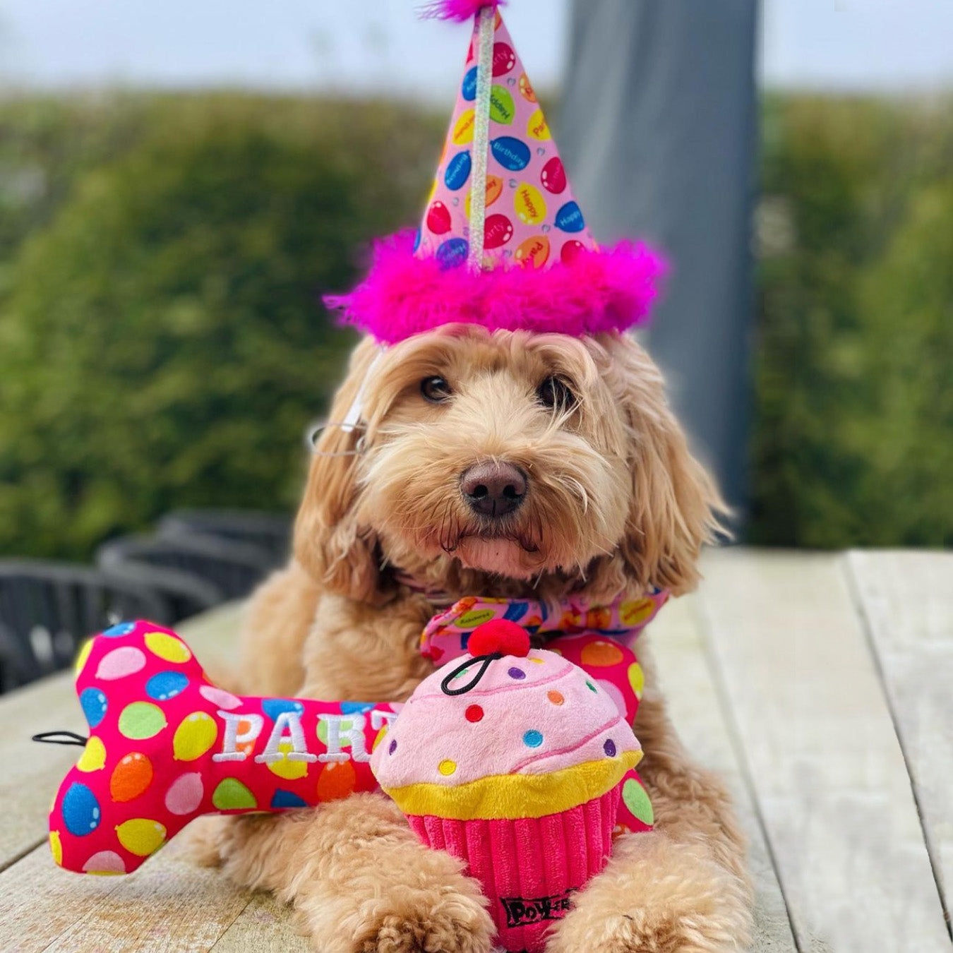 Party Time Bone Dog Toy