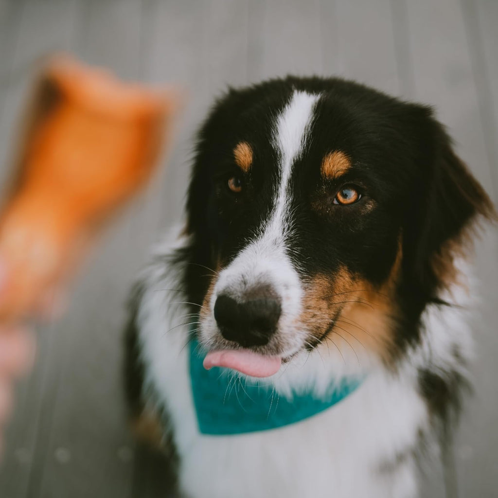 Wholesome Pride Sweet Potato Chews 100% All-Natural Single Ingredient Dog Treats, 8 oz