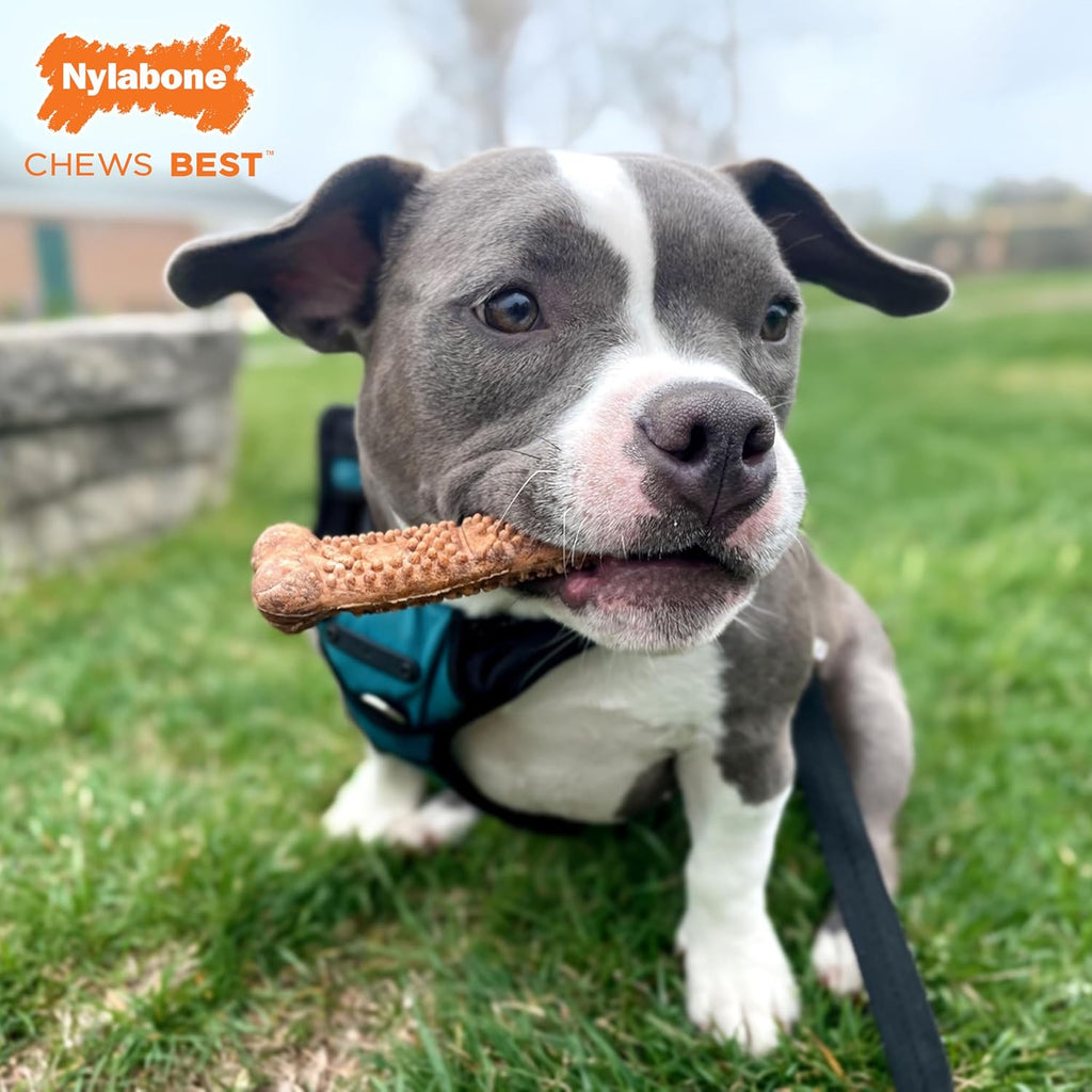 Nylabone Healthy Edibles Natural Dog Chews