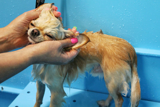 Self Serve Dog Wash Booking